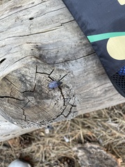Cypherotylus californicus