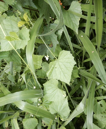 Zehneria bodinieri iNat (2)