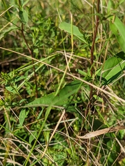 Symphyotrichum urophyllum