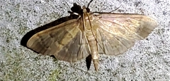 Herpetogramma aeglealis