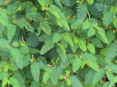 Chamaecrista nictitans
