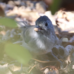 Baeolophus inornatus