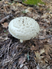 Amanita magniverrucata