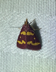 Pyrausta tyralis