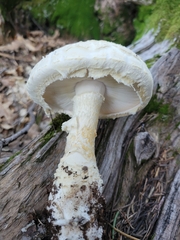 Amanita magniverrucata