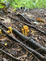 Cantharellus minor