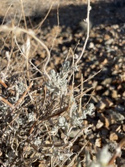 Krascheninnikovia lanata