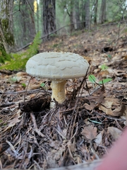 Amanita magniverrucata
