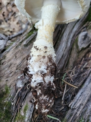 Amanita magniverrucata