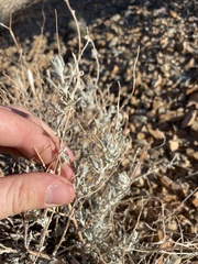 Krascheninnikovia lanata