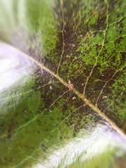 Acariformes