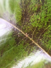 Acariformes