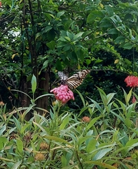 Papilio clytia
