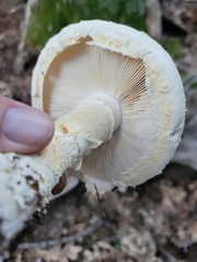 Amanita magniverrucata
