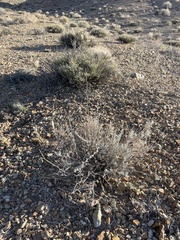 Krascheninnikovia lanata