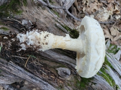 Amanita magniverrucata