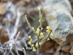 Eriogonum nidularium