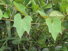 Vitis cinerea