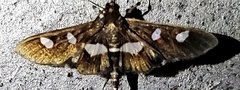 Desmia funeralis
