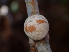 Burnettweldia washingtonensis