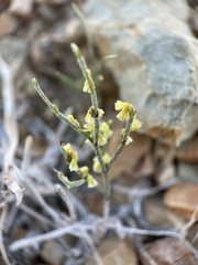 Eriogonum nidularium