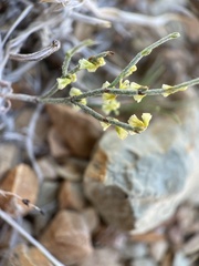 Eriogonum nidularium
