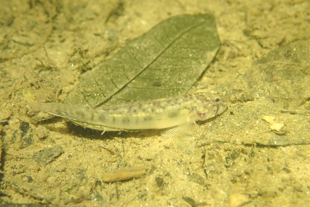 Sharptail goby (Oligolepis acutipennis) — Gobiidae
