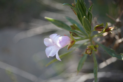 Eremophila