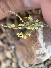 Eriogonum nidularium