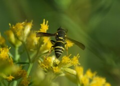 Euodynerus foraminatus