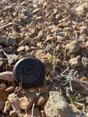 Eriogonum nidularium