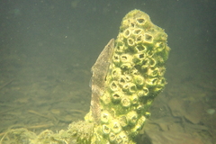 Butis humeralis