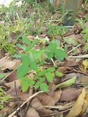 Oxalis barrelieri