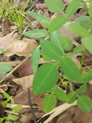 Oxalis barrelieri