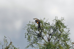 Tyrannus forficatus