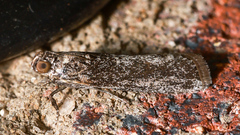 Sciota melanostyla