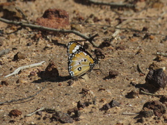Danaus petilia
