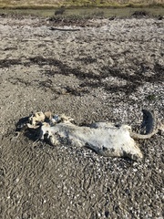 Acipenser transmontanus