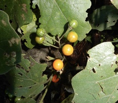 Solanum violaceum