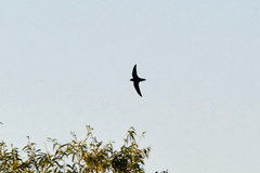 Chaetura pelagica