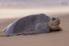Lepidochelys olivacea