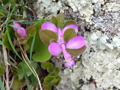 Polygaloides paucifolia