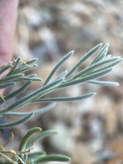 Neokochia americana
