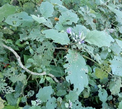 Solanum violaceum