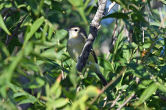 Vireo bellii