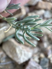 Neokochia americana