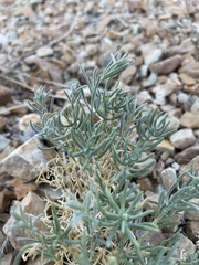 Neokochia americana