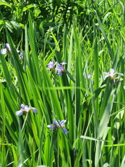 Iris virginica