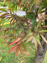 Acariformes