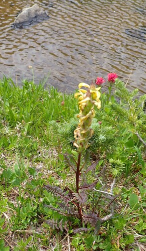 Image of Mount Rainier Lousewort (Pedicularis rainierensis) by (c) John Brew, some rights reserved (CC BY)